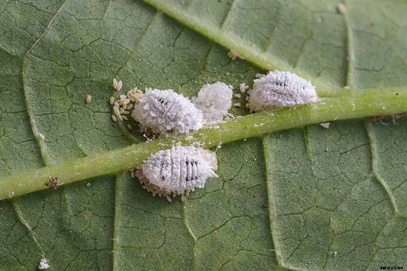English Ivy Houseplants: How to Care For Hedera Helix Indoors