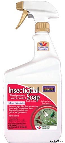 English Ivy Houseplants: How to Care For Hedera Helix Indoors