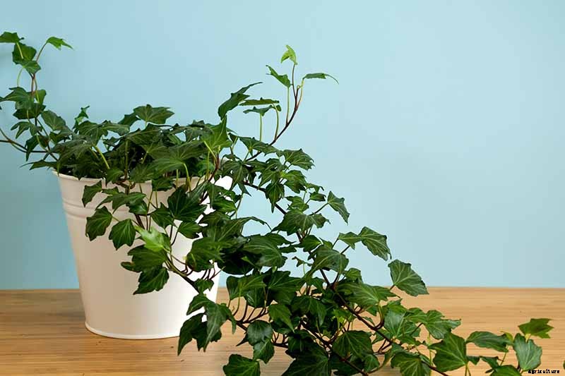 English Ivy Houseplants: How to Care For Hedera Helix Indoors