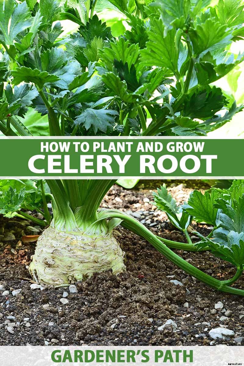 How to Plant and Grow Celery Root (Celeriac)