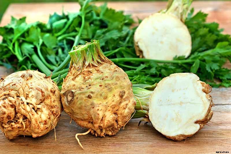 How to Plant and Grow Celery Root (Celeriac)