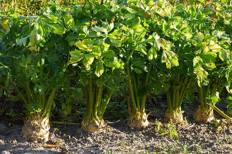 How to Plant and Grow Celery Root (Celeriac)