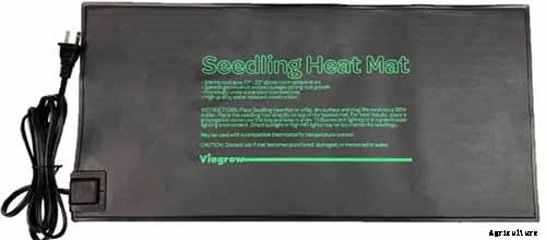 How to Plant and Grow Celery Root (Celeriac)