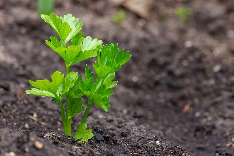 How to Plant and Grow Celery Root (Celeriac)