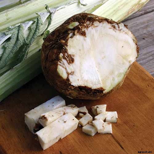 How to Plant and Grow Celery Root (Celeriac)
