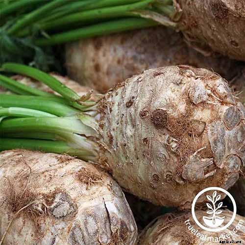 How to Plant and Grow Celery Root (Celeriac)