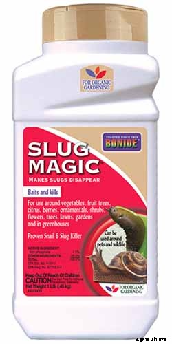 How to Plant and Grow Celery Root (Celeriac)