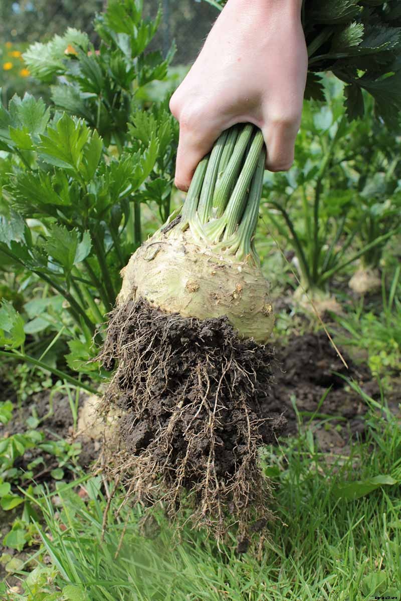 How to Plant and Grow Celery Root (Celeriac)
