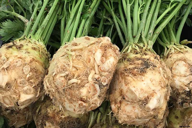 How to Plant and Grow Celery Root (Celeriac)