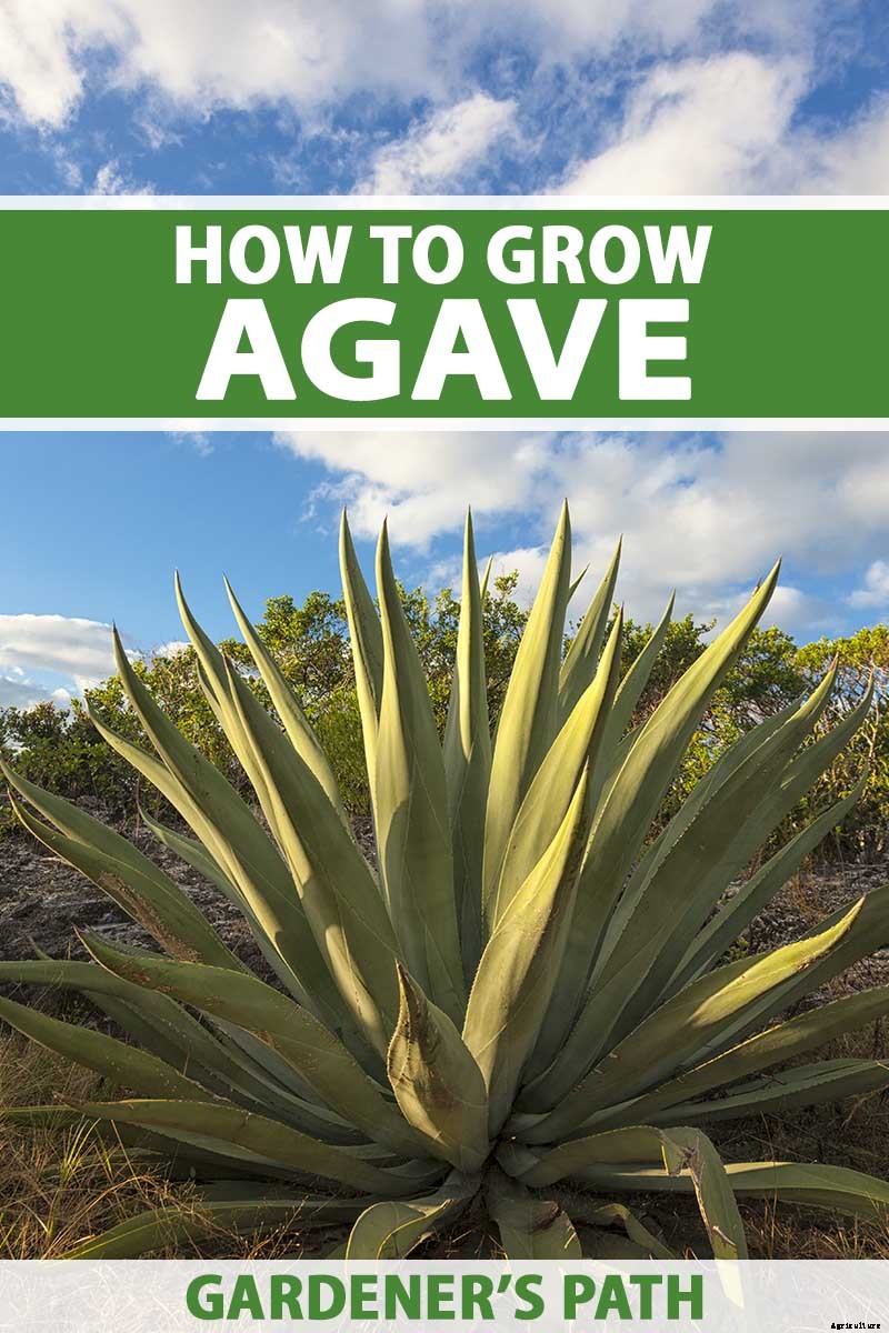 How to Grow and Care for Agave in the Garden