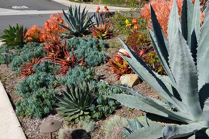 How to Grow and Care for Agave in the Garden