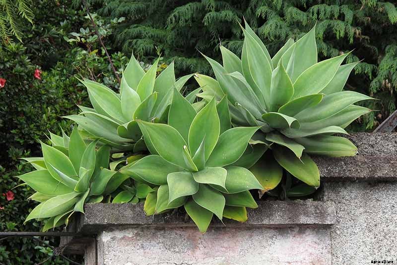 How to Grow and Care for Agave in the Garden