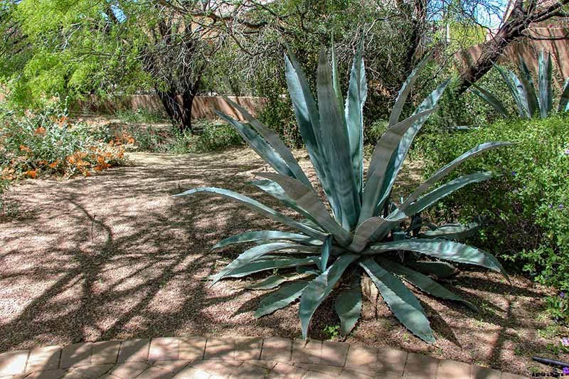 How to Grow and Care for Agave in the Garden