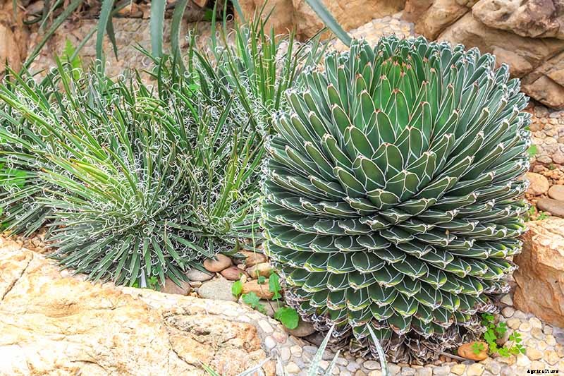 How to Grow and Care for Agave in the Garden