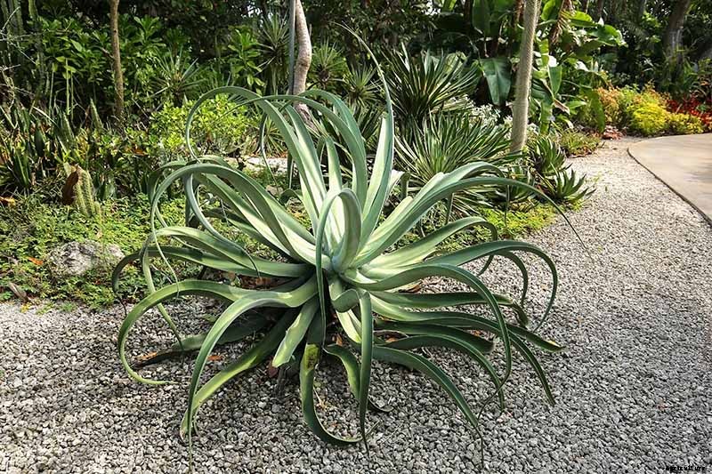 How to Grow and Care for Agave in the Garden