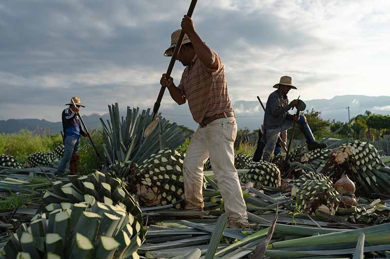 How to Grow and Care for Agave in the Garden