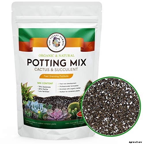 How to Grow and Care for Agave in the Garden