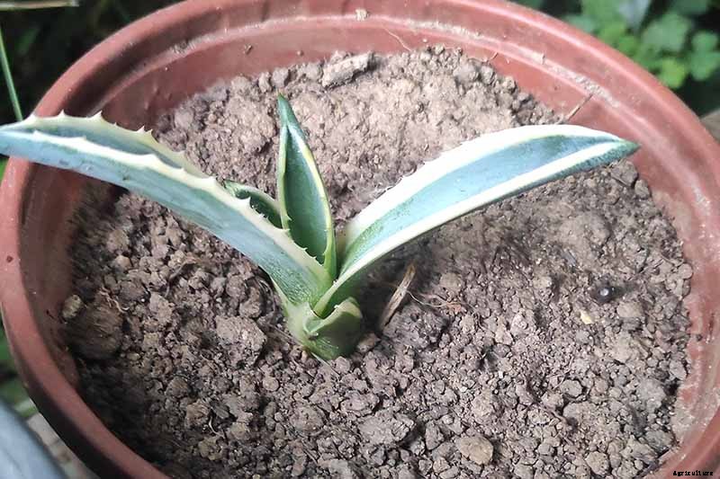 How to Grow and Care for Agave in the Garden