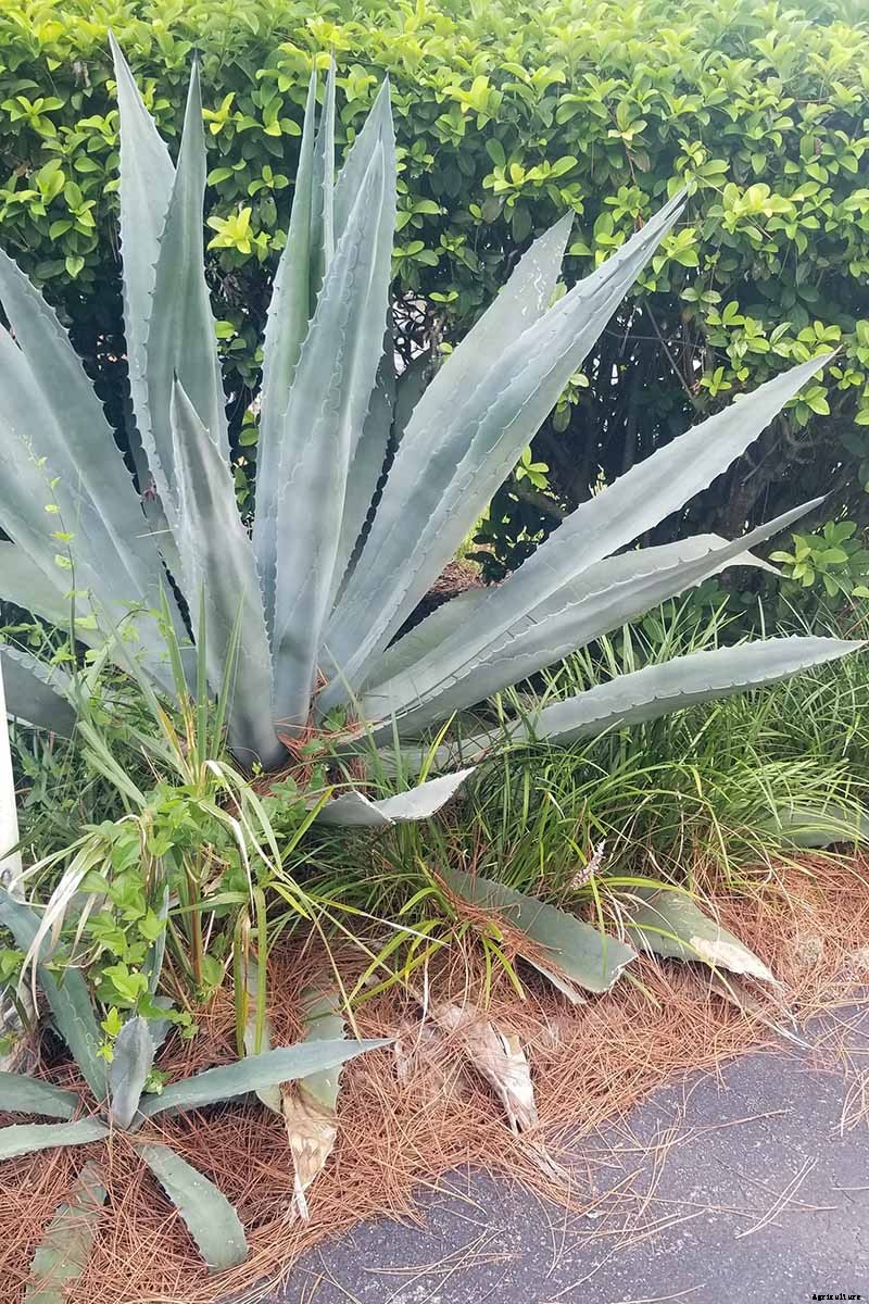 How to Grow and Care for Agave in the Garden