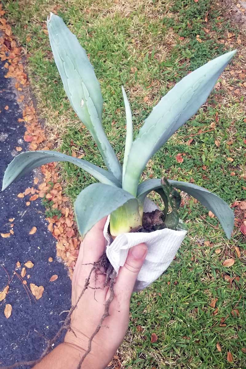 How to Grow and Care for Agave in the Garden