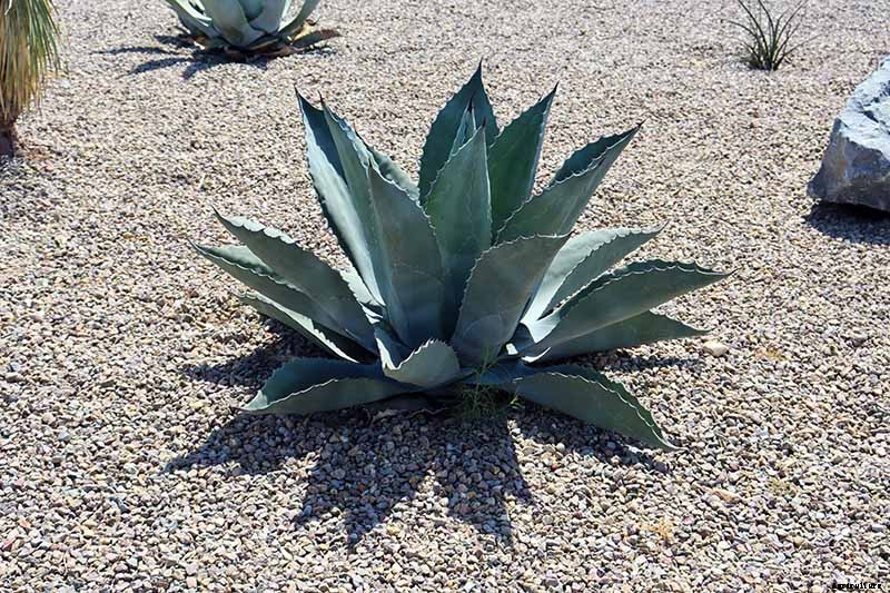 How to Grow and Care for Agave in the Garden