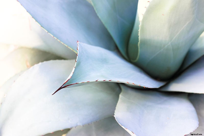How to Grow and Care for Agave in the Garden