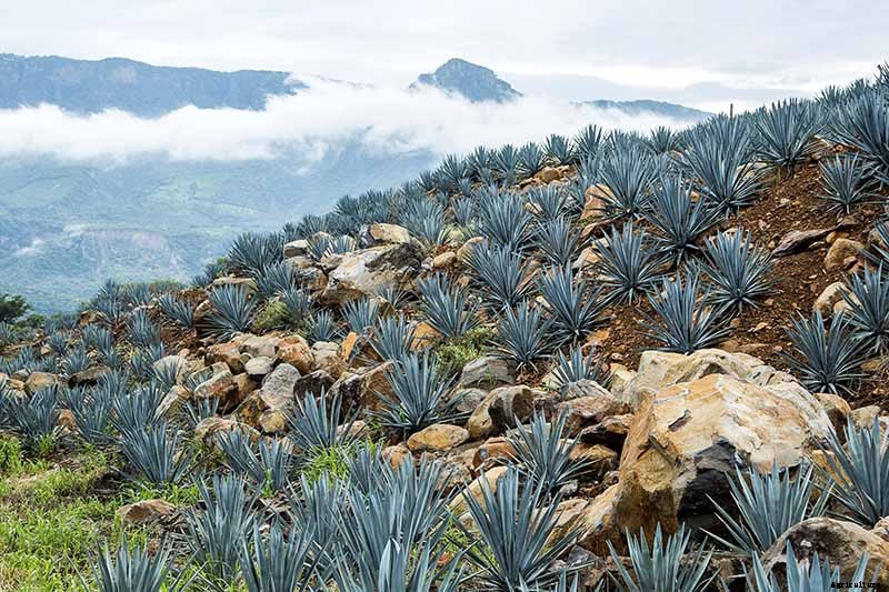 How to Grow and Care for Agave in the Garden