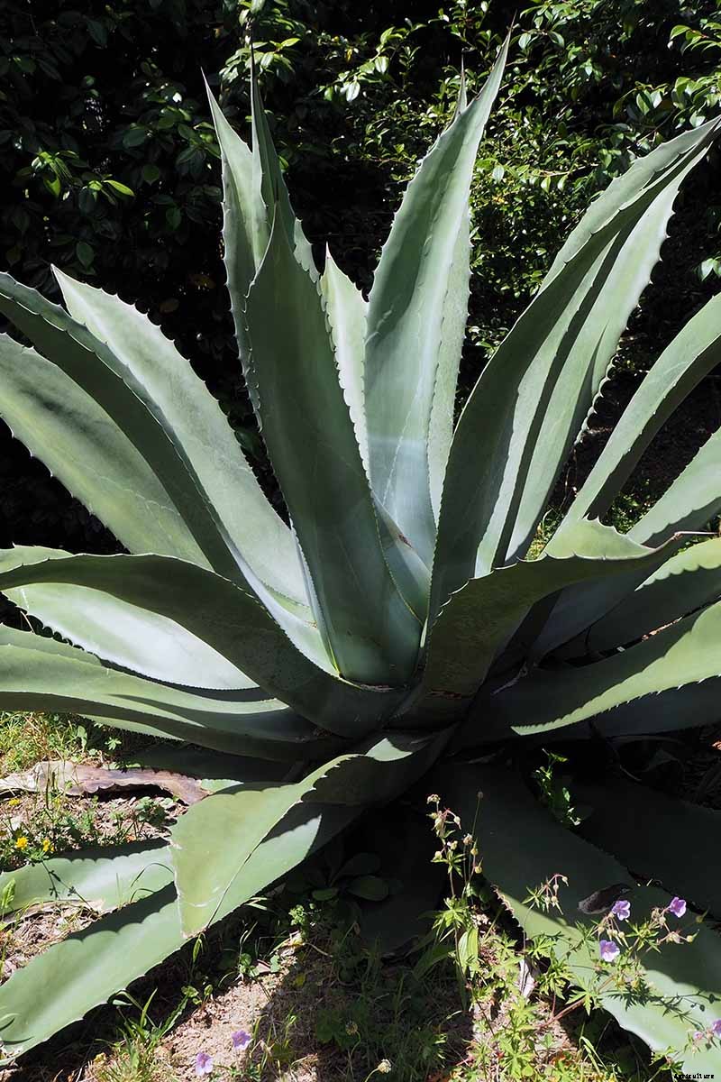 How to Grow and Care for Agave in the Garden