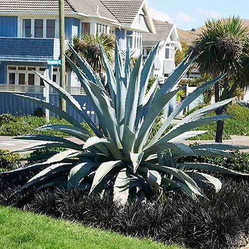 How to Grow and Care for Agave in the Garden