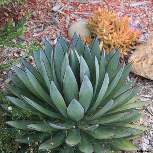 How to Grow and Care for Agave in the Garden