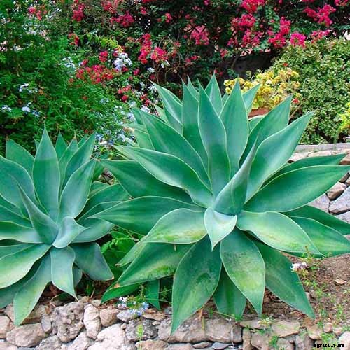 How to Grow and Care for Agave in the Garden