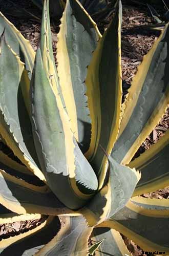 How to Grow and Care for Agave in the Garden