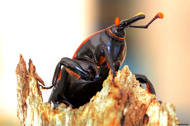 How to Grow and Care for Agave in the Garden