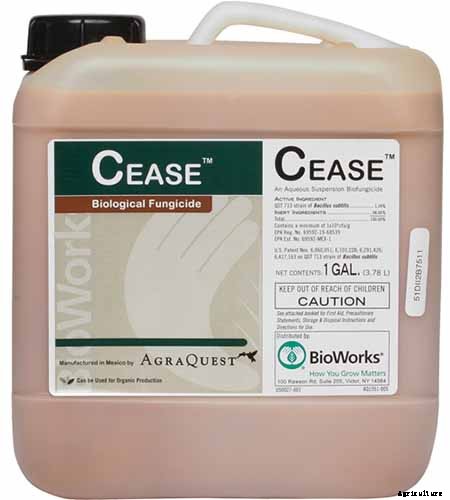 How to Grow and Care for Agave in the Garden