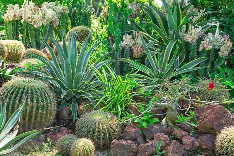 How to Grow and Care for Agave in the Garden