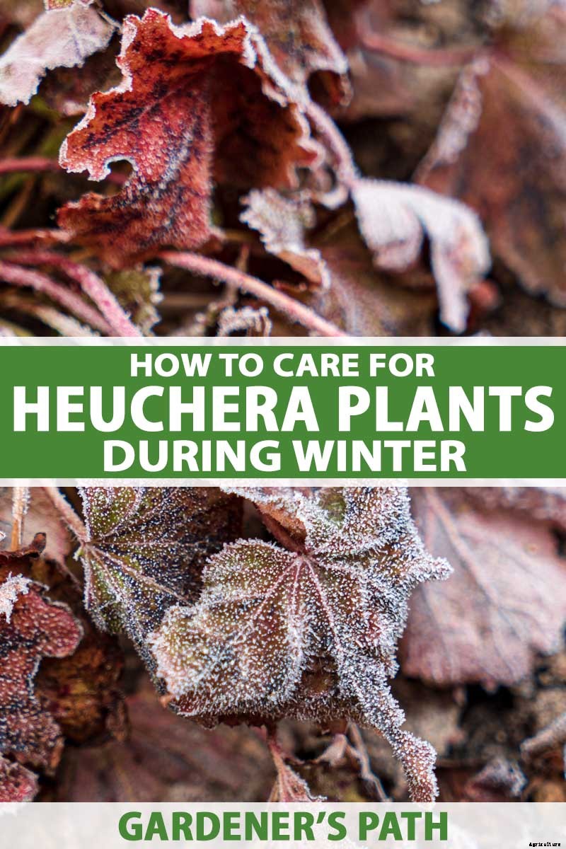 How to Care for Heuchera in the Winter