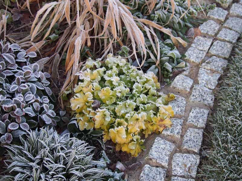How to Care for Heuchera in the Winter
