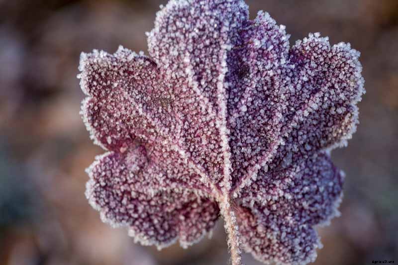 How to Care for Heuchera in the Winter