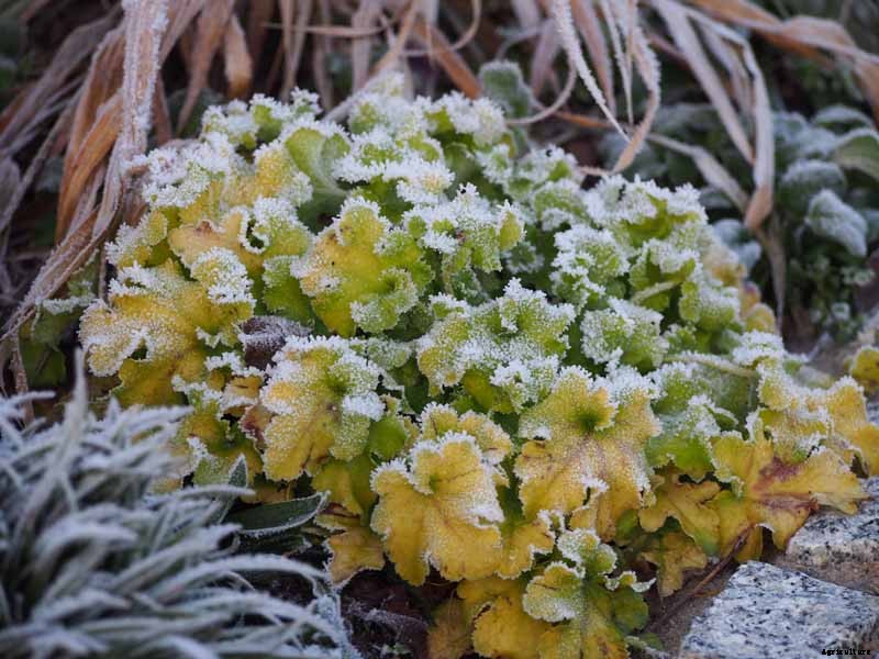 How to Care for Heuchera in the Winter