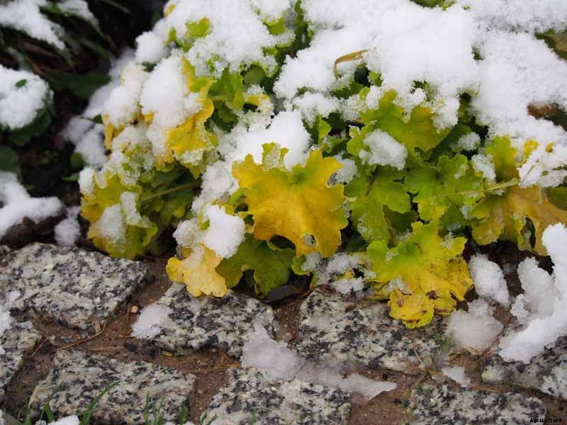 How to Care for Heuchera in the Winter