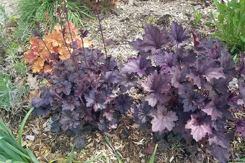 How to Care for Heuchera in the Winter