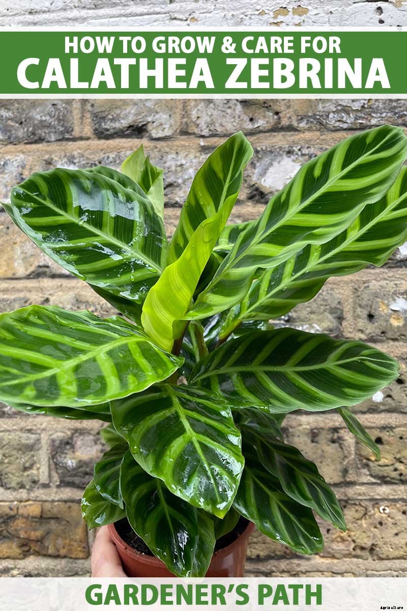 Worth Its Stripes: How to Grow and Care for Calathea Zebrina Plants