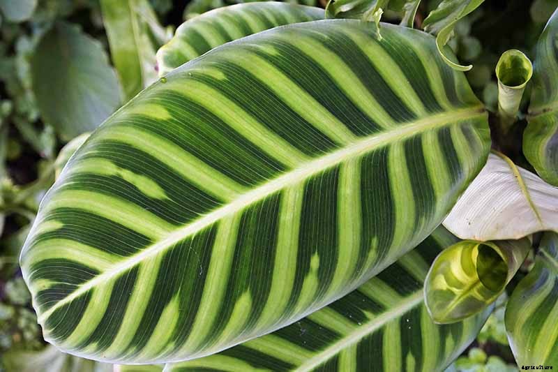 Worth Its Stripes: How to Grow and Care for Calathea Zebrina Plants
