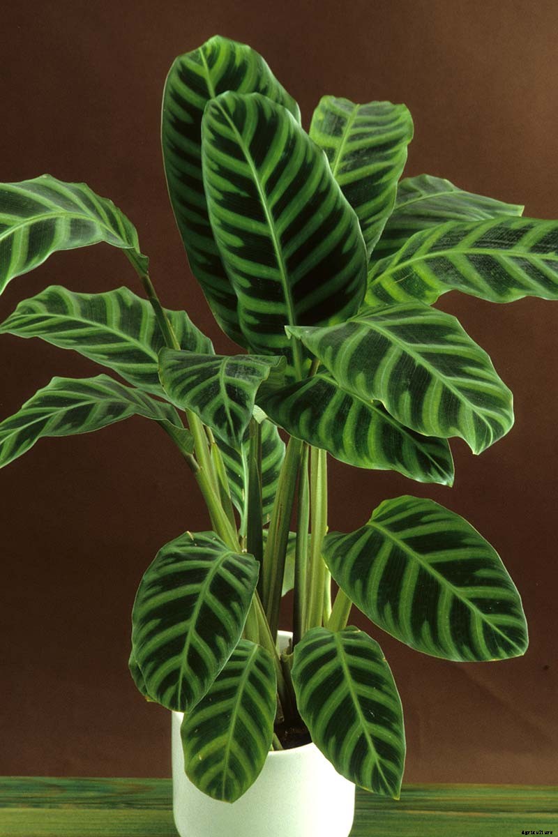 Worth Its Stripes: How to Grow and Care for Calathea Zebrina Plants