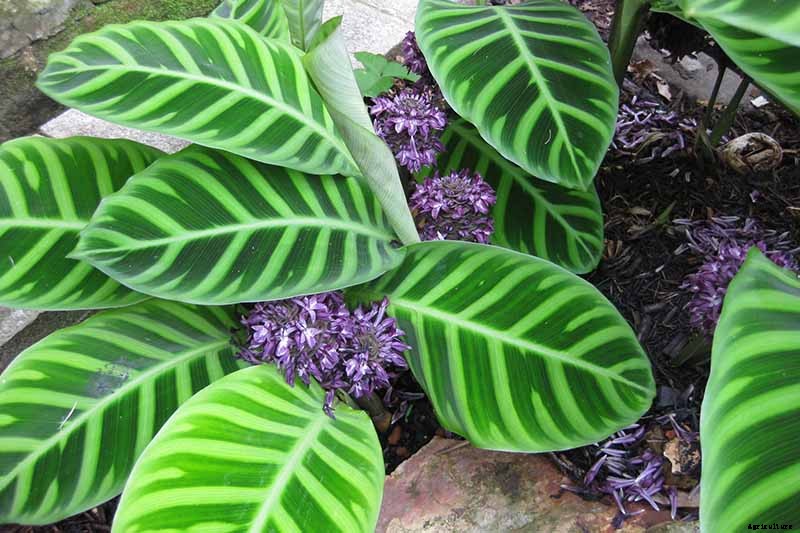 Worth Its Stripes: How to Grow and Care for Calathea Zebrina Plants