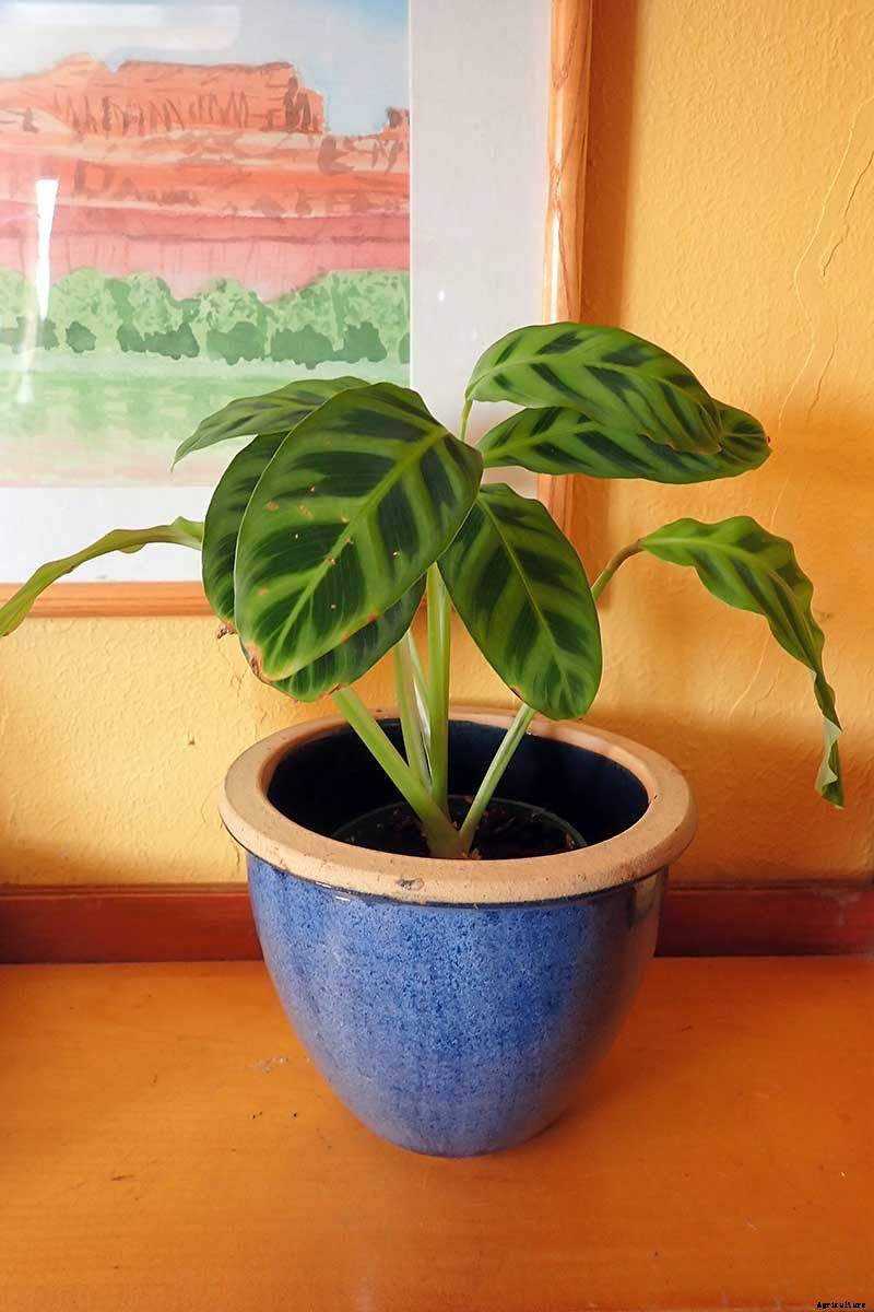 Worth Its Stripes: How to Grow and Care for Calathea Zebrina Plants