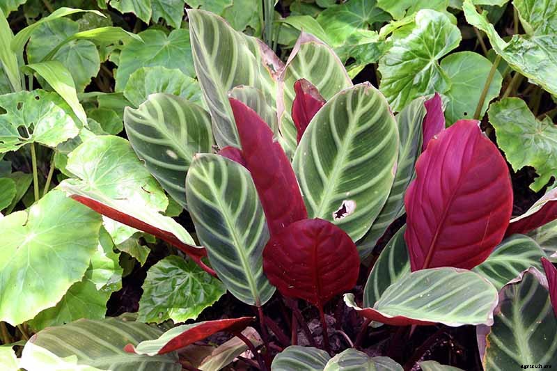 Worth Its Stripes: How to Grow and Care for Calathea Zebrina Plants