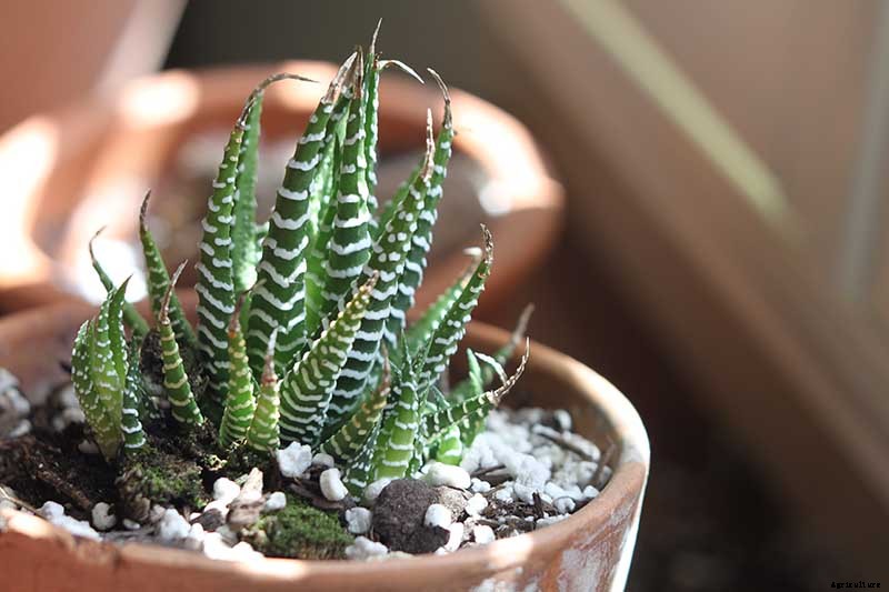 Worth Its Stripes: How to Grow and Care for Calathea Zebrina Plants