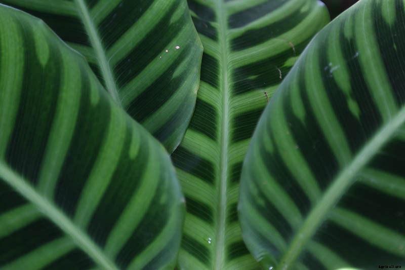 Worth Its Stripes: How to Grow and Care for Calathea Zebrina Plants