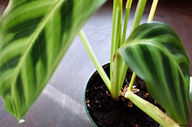Worth Its Stripes: How to Grow and Care for Calathea Zebrina Plants
